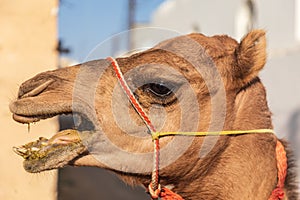 Camel for sale at the souk in Sinaw, Oman