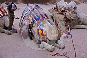 Camel on sand desert background.