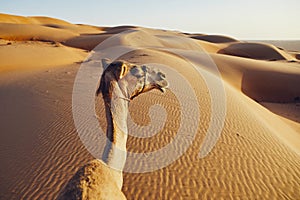 Camel on sand dune photo