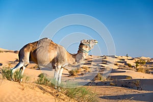 Camel in the Sand dunes desert of Sahara