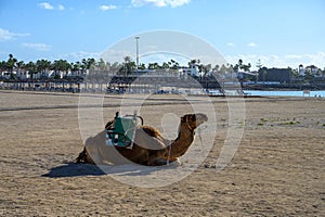 Camel on sandy beach. Winter vacation in Caleta de Fuste touristic village on Fuerteventura, Canary islands, Spain