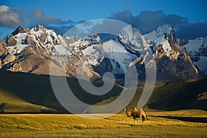 Camel beside Sary-Beles 1