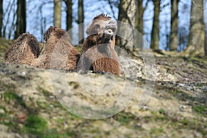 Camel in Schmiding Zoo, Upper Austria