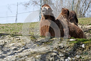 Camel in Schmiding Zoo, Upper Austria