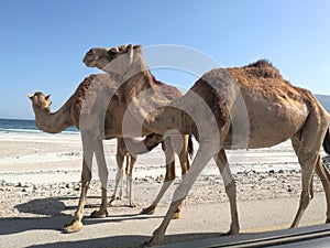 Baby Camel feeding