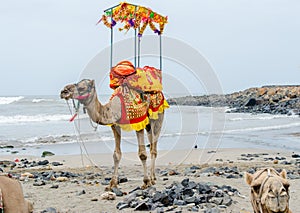 Camel on sea beach of somnath temple of somenath Gujarat India