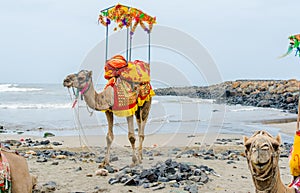 Camel on sea beach of somnath temple of somenath Gujarat India