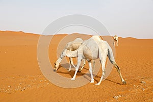 A camel searches for food in the desert of Saudi Arabia