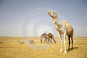 Camel in sede boker desert