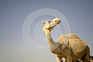 Camel in sede boker desert