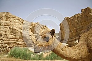 Camel in sede boker desert