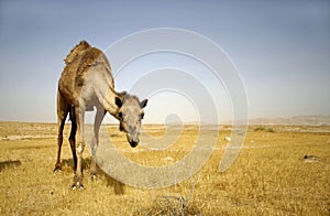 Camel in sede boker desert