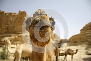Camel in sede boker desert