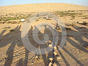 Camel shadows in a caravan in the desert.