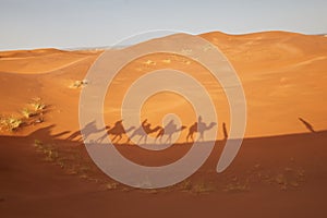 Camel shadows in Sahara desert