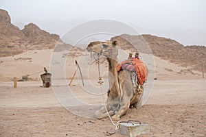 Camel in Sharm el Sheikh, Egypt, close up. Animal in desert