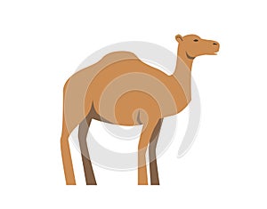 Camel, ship of desert. Flat vector illustration. Isolated on white background.