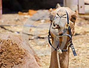 A camel at the `Ships of the Desert` resort in the Israeli negev