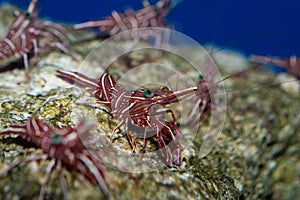 Camel Shrimp