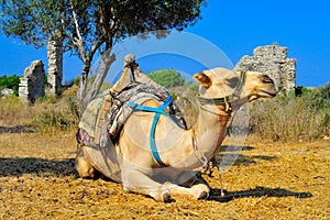 Camel in Side, Turkey.