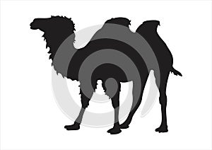 Camel silhouette
