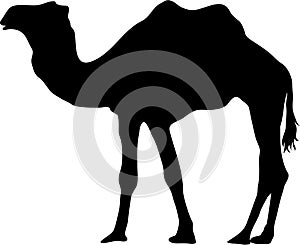 Camel Silhouette