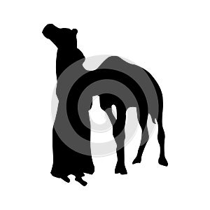 Camel silhouette black