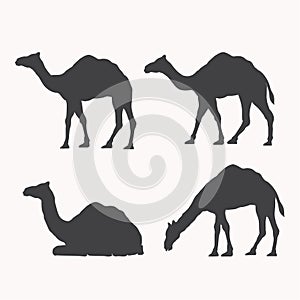 Camel silhouette black and white