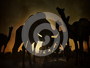 Camel silhouette in Pushkar,Mela