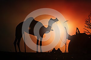 Camel silhouette in Pushkar,Mela