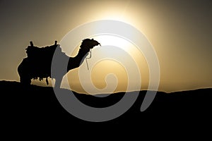 Camel silhouette standing on a sand dune at sunset in marsa alam, egypt desert photo