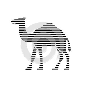 Camel silhouette striped lines vector