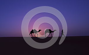 Camel silhouette at sunrise