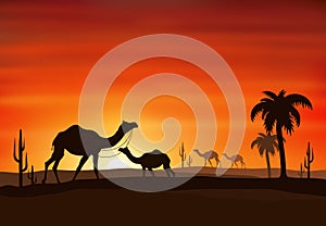 Camel silhouette Sunset