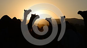 Camel Silhouette on Sunset in Rajasthan