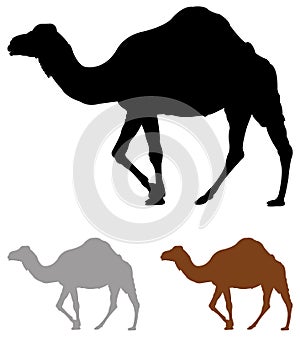 Camel silhouette