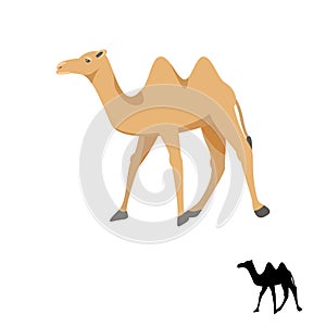 Camel silhouette vector illustration on white.