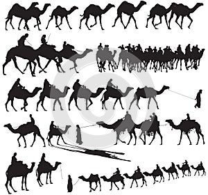 Camel Silhouettes photo