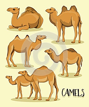 Camel Silhouettes set