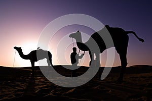 Camel silhouettes at sunrise