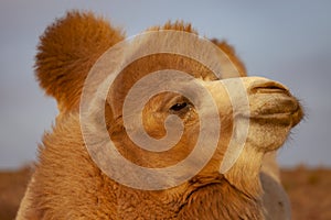 A camel in Sinkiang, China photo