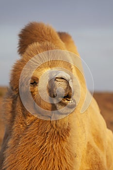 A camel in Sinkiang, China photo