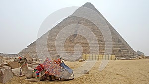 Camel sits next to the Pyramid in Giza