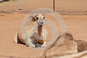 A camel sits in the sand looking around