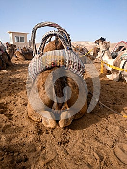 Camel sitting in beduin camping in desert. Camels during halt. Back view