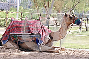 Camel sitting in a desert safari park with cushion covers on