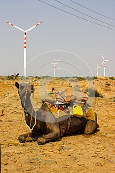 Camel sitting in the desert with wind turbines in jaisalmer, rajasthan