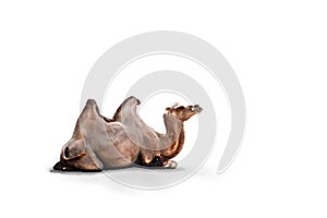 Camel sitting down on a white background.