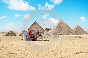 Camel sitting in front of Great Pyramids of Giza in Egypt. Pyramids against a bright blue sky
