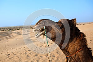 Camel sitting khuri dunes